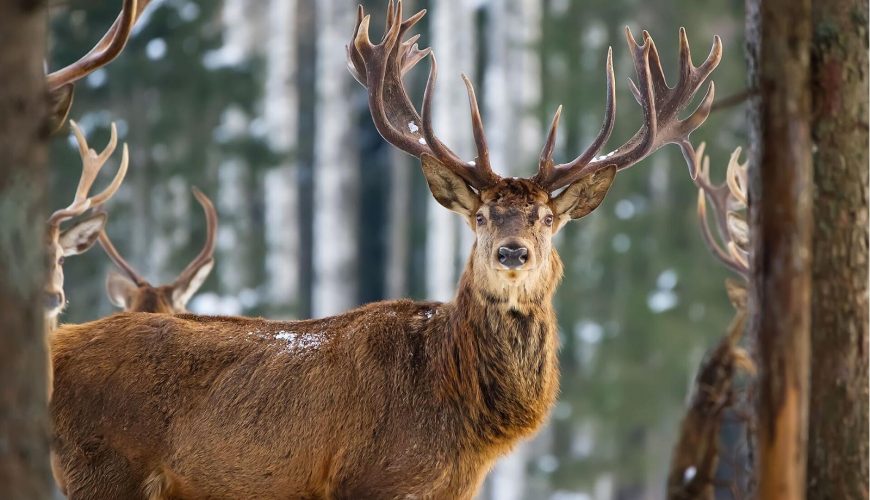 A Toosikannu Wildlife Watching Adventure