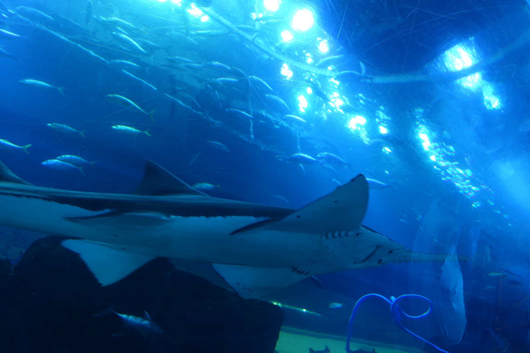 Dubai Aquarium & Underwater Zoo