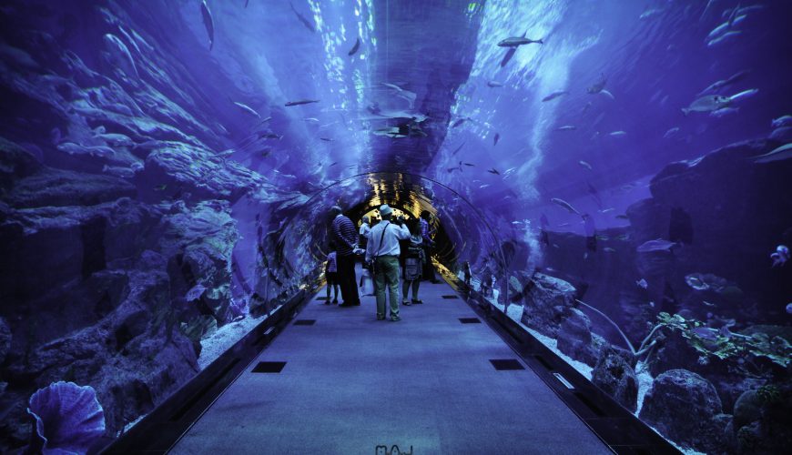 Dubai Aquarium & Underwater Zoo