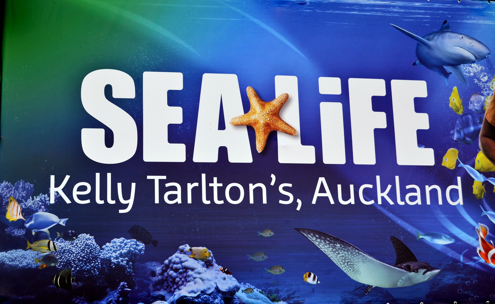 SEA LIFE Kelly Tarlton's Aquarium