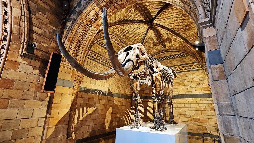 National Dinosaur Museum