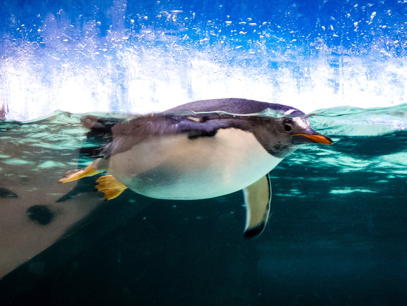 SEA LIFE Melbourne Aquarium
