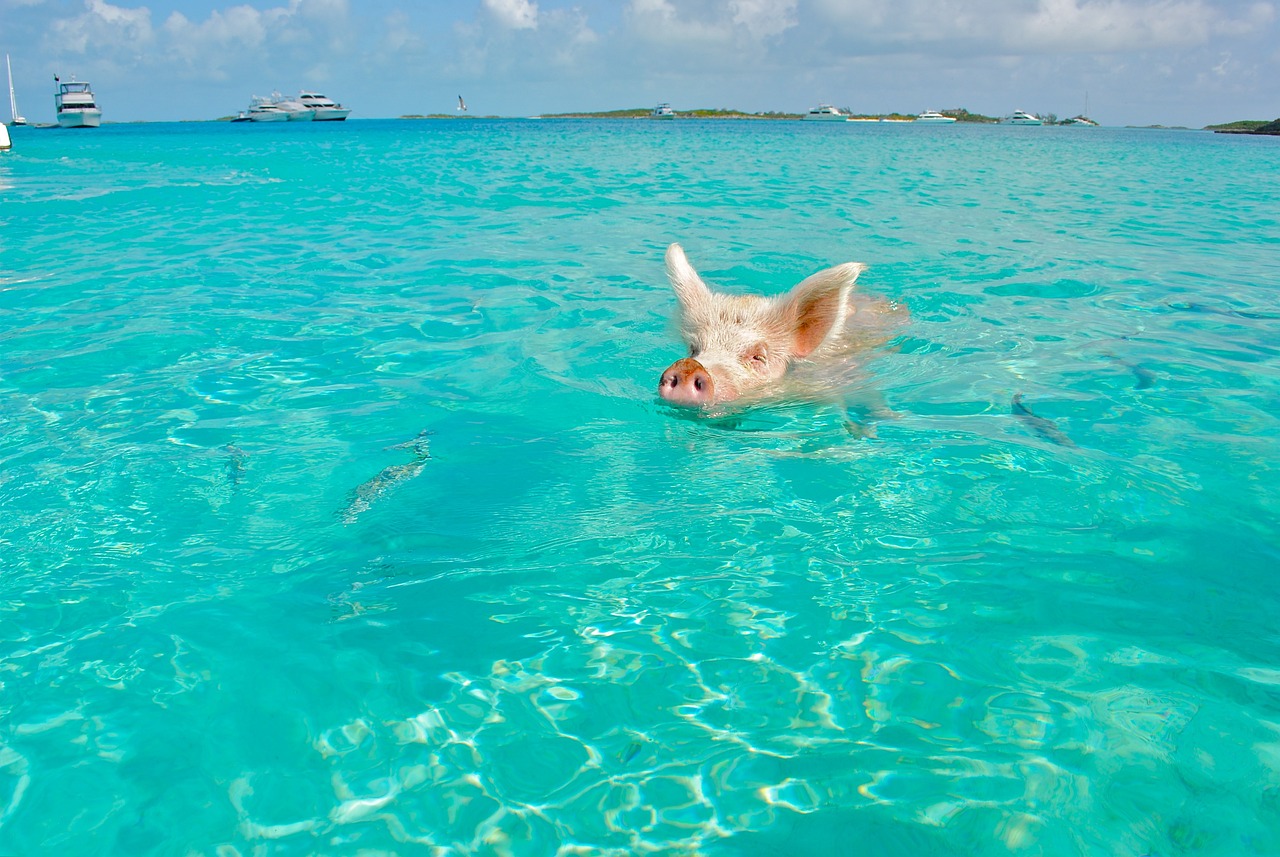 the Bahamas - Pig Beach