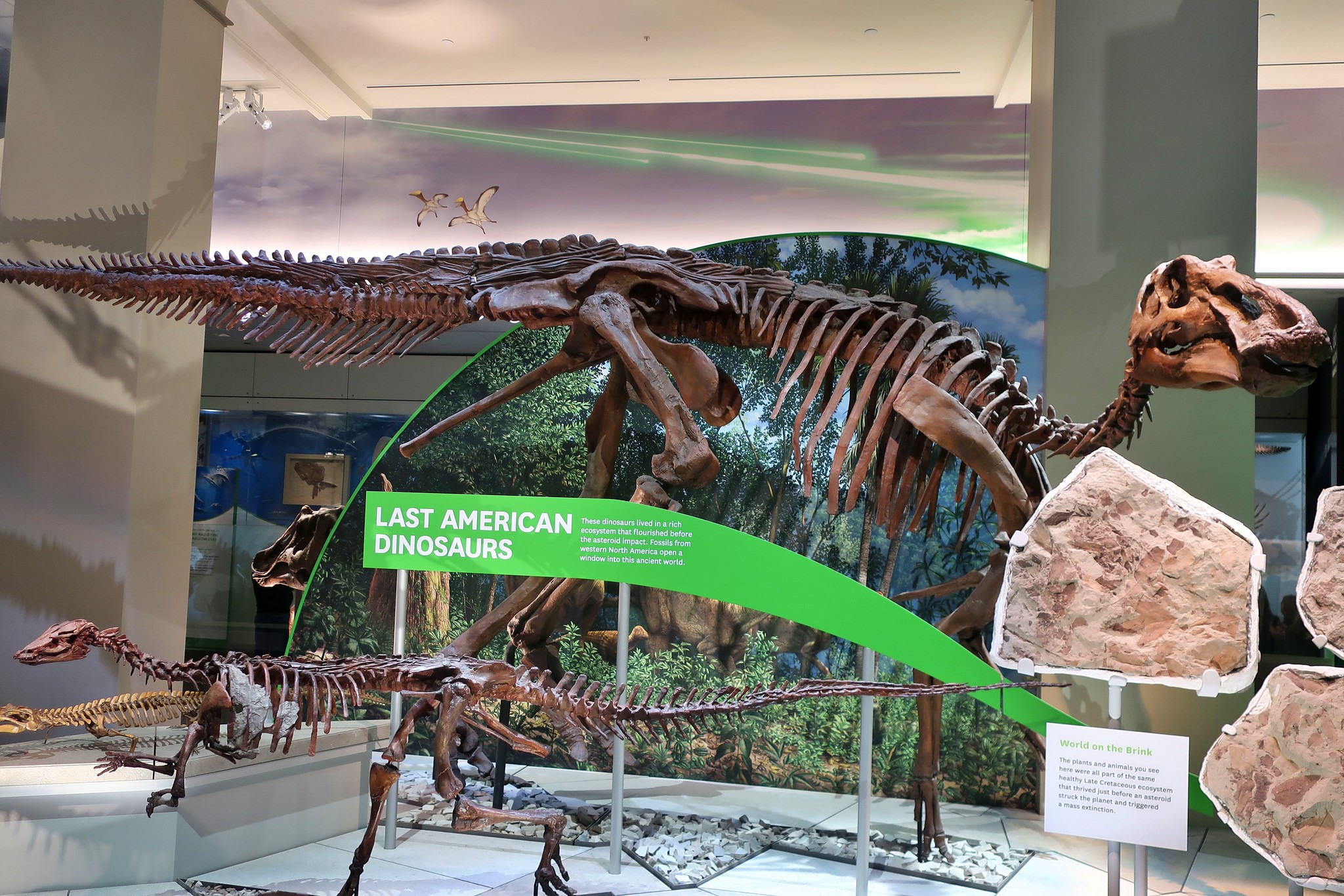 National Museum of Natural History (NMNH)