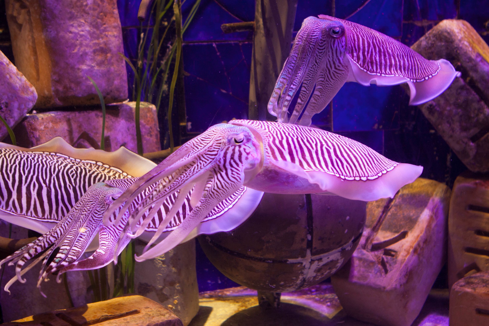 The Lost Chambers Aquarium