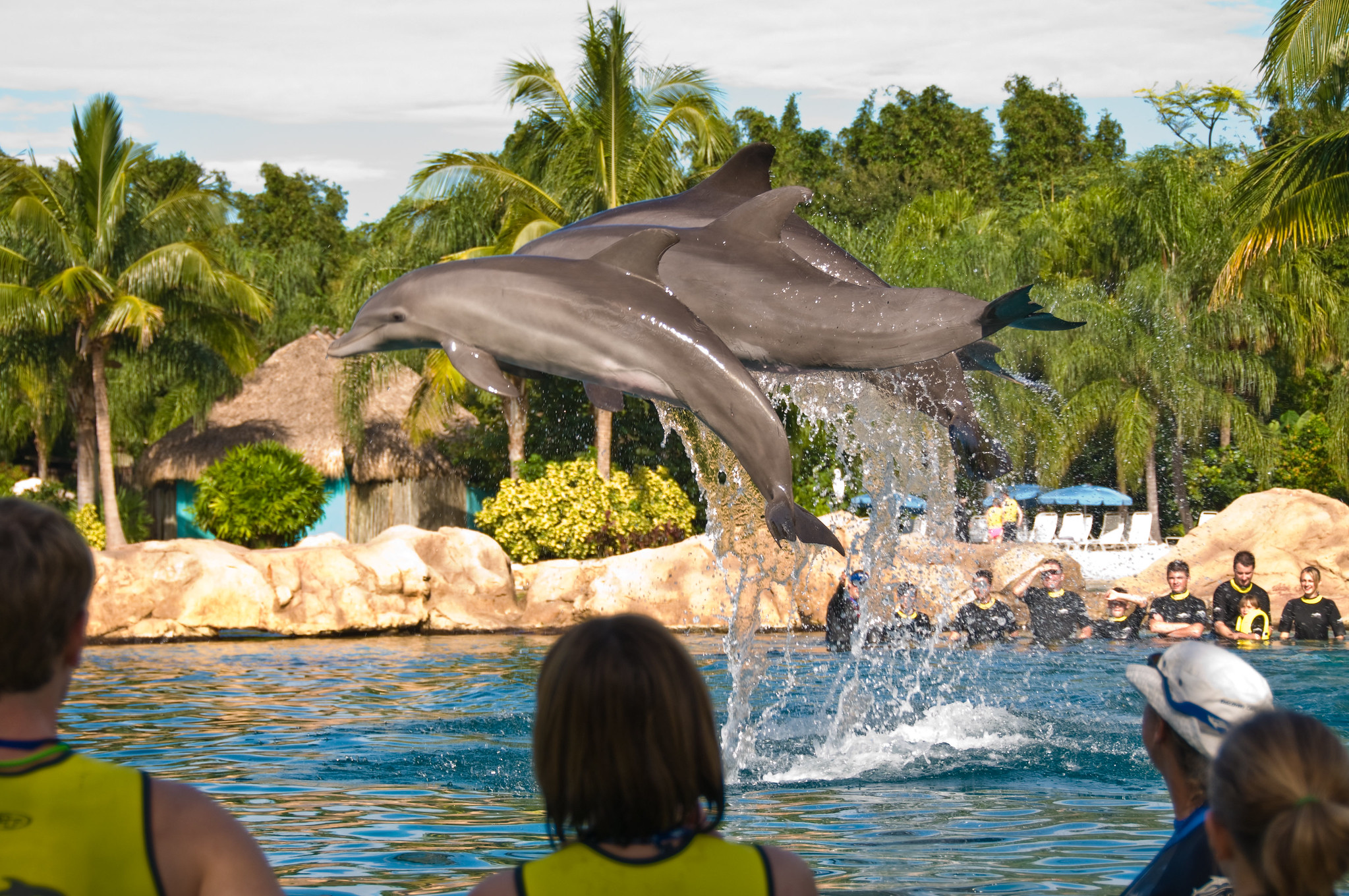Discovery Cove