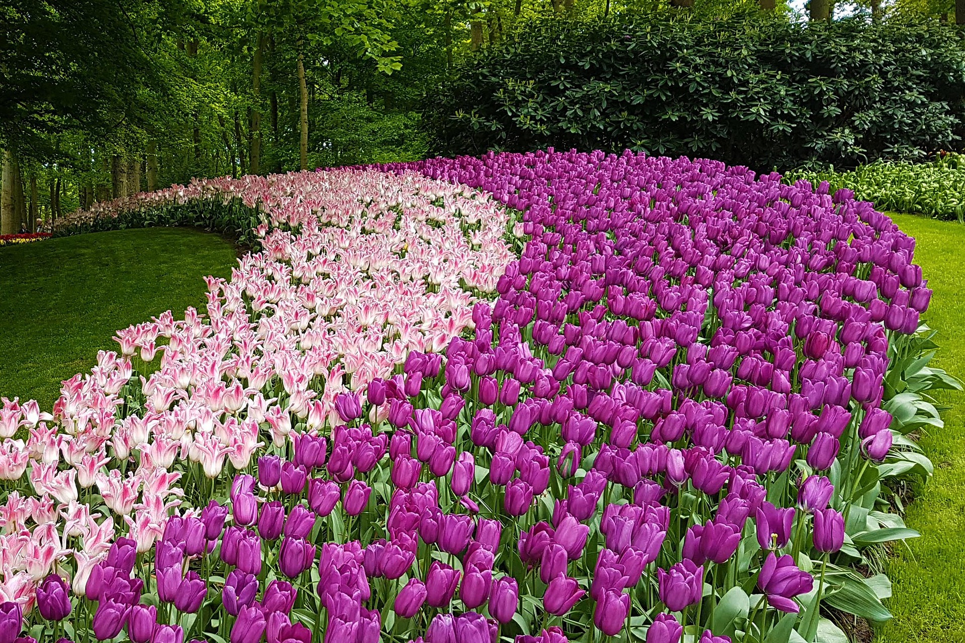 Keukenhof