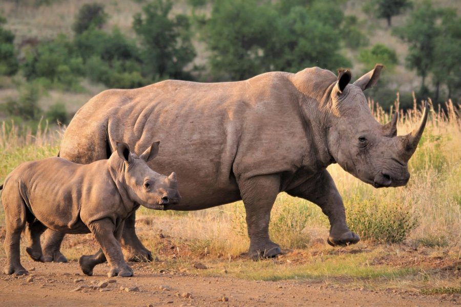 Zambia Rhino Walking Safari