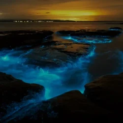 Auckland Bioluminescence Kayak Tour