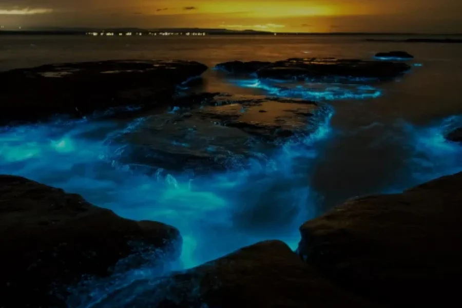 Auckland Bioluminescence Kayak Tour