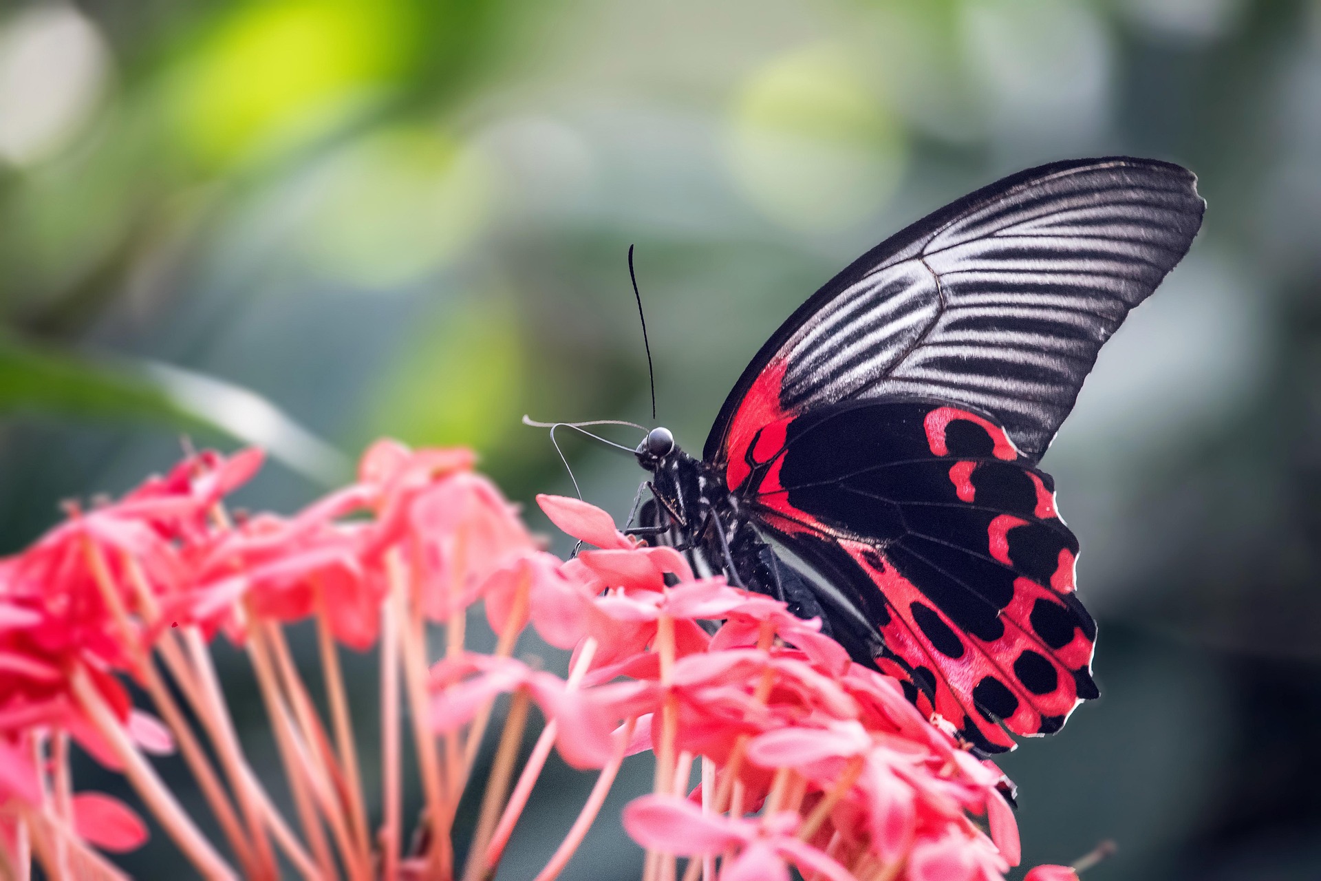 Dubai Butterfly Garden Admission Ticket with Optional Transfers
