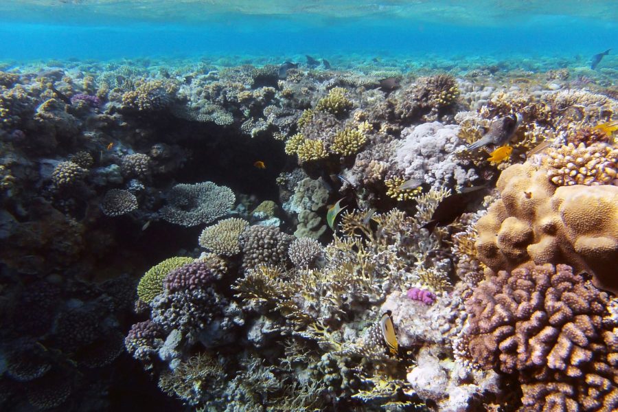 Ras Mohammed National Park Snorkeling Adventure