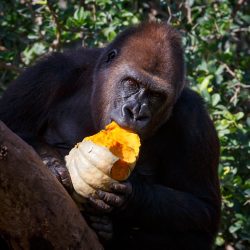 3-Day Uganda Gorilla Trekking Tour Adventure