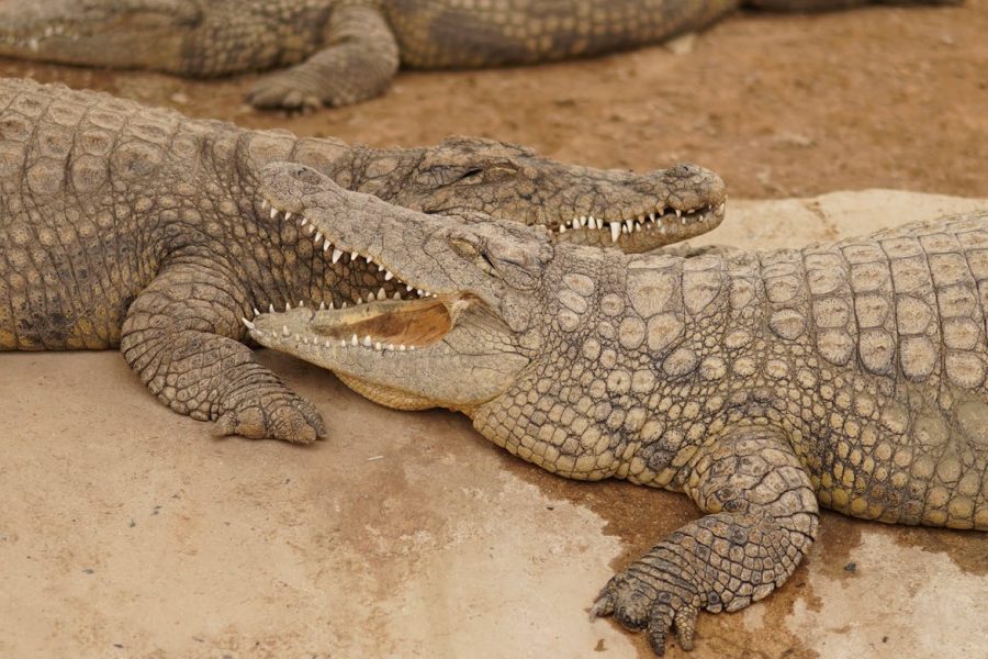 Dubai Crocodile Park Tour with Private Transfers