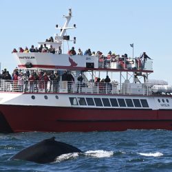 Akureyri Classic Whale Watching Tour in Fjord