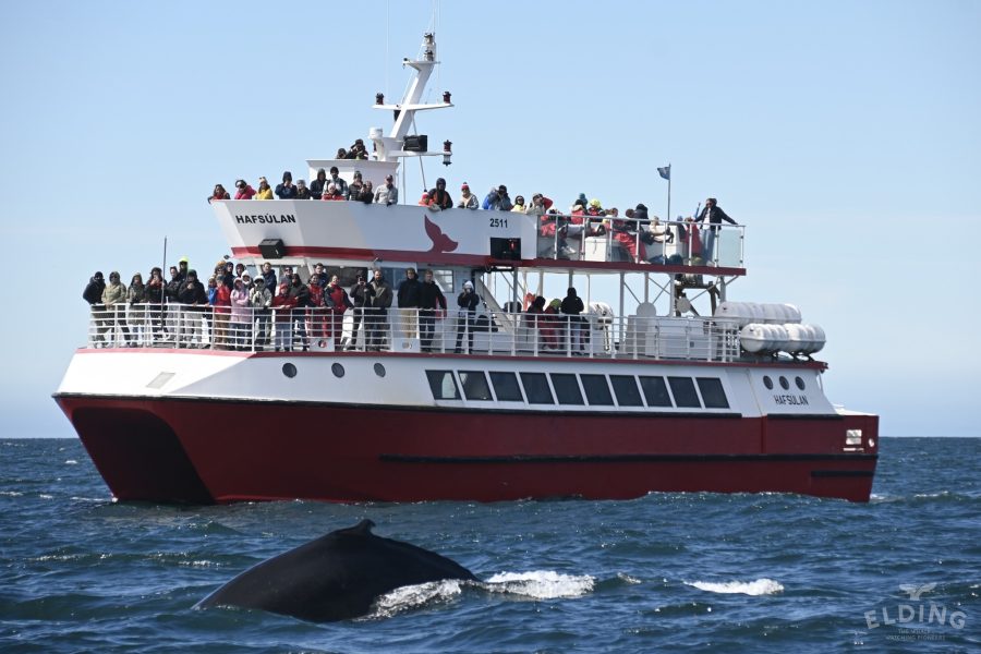 Akureyri Classic Whale Watching Tour in Fjord