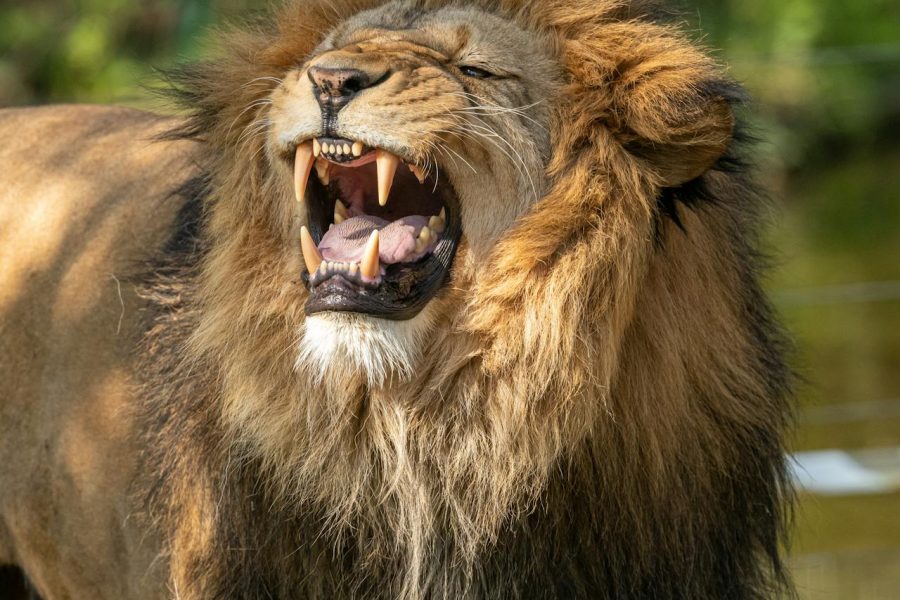 Big 5 Safari Tour at Aquila With Lunch & Transfers