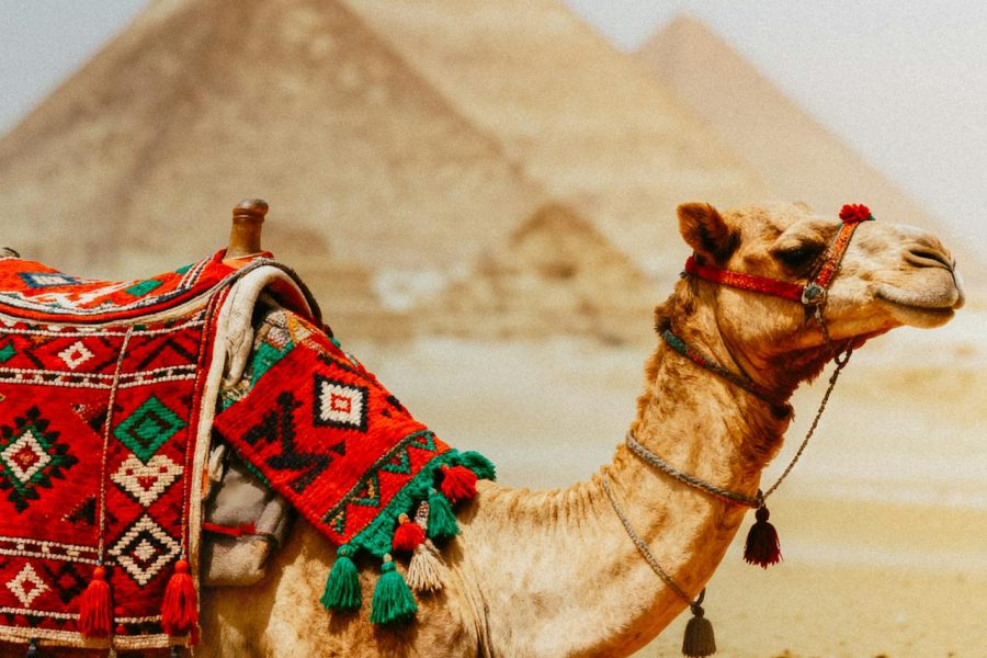 Giza Pyramids Tour Camel Ride and Lunch