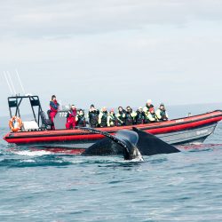 Húsavík Big Whales & Puffins RIB Boat Tour