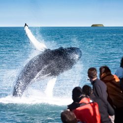 Húsavík Original Whale Watching Tour in Iceland