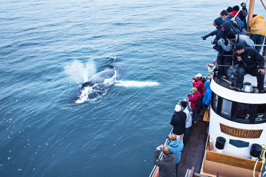 Whale Watching Tour of Eyjafjörður From Árskógssandur